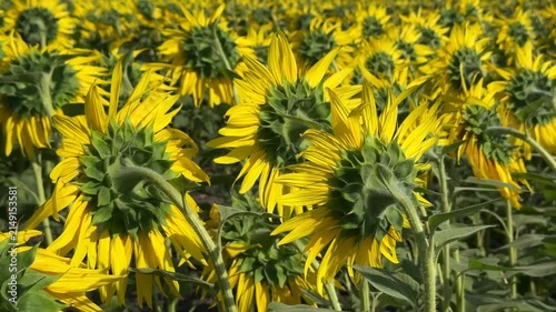 Fields with sunflowers in the evening sun. Agricultural industry, production of sunflower oil