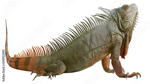 Foto Green iguana reptile with spiky crest and banded tail