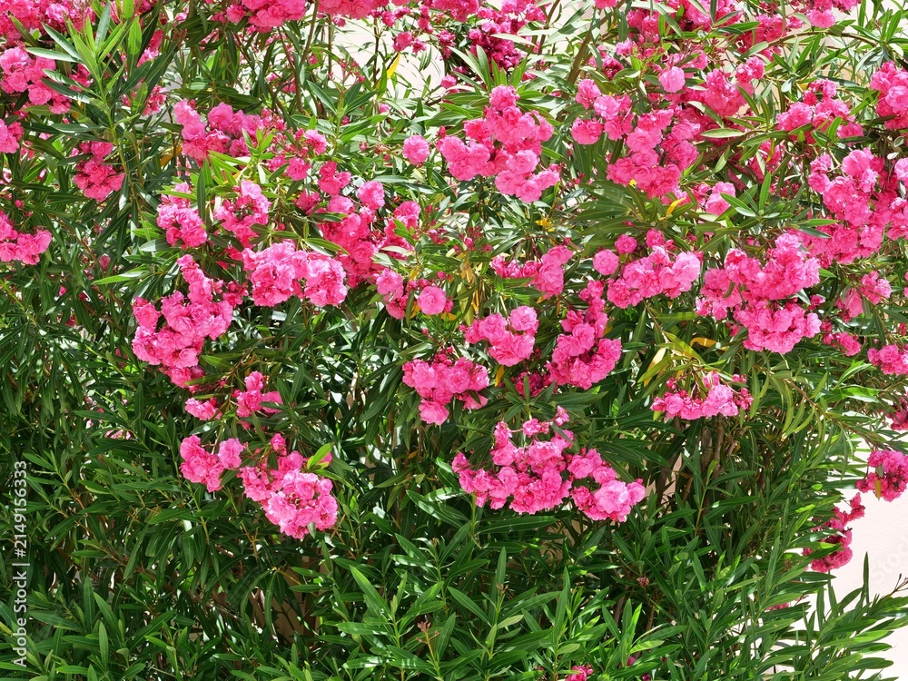Fototapeta premium Lush Blooming Pink Oleander Shrub in the Summer Sun