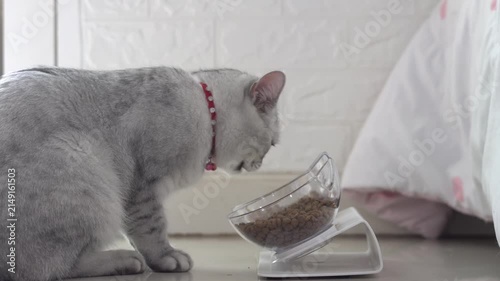 Side view of cute shorthair silver cat enjoying meal from ergonomic raised pet bowl at home.
