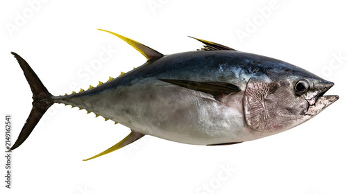 Fotografie Whole Yellowfin Tuna Fish Seafood Marine Animal