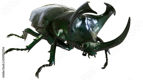 Fotografie Green rhinoceros beetle with large horns