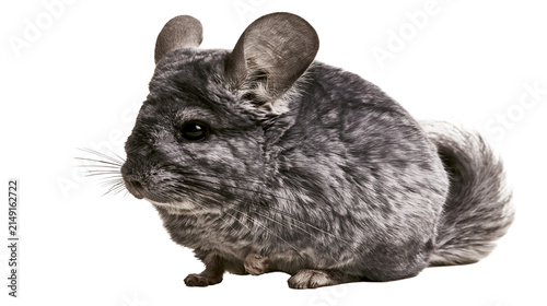 Cuadro en lienzo Fluffy grey chinchilla rodent with large ears and bushy tail