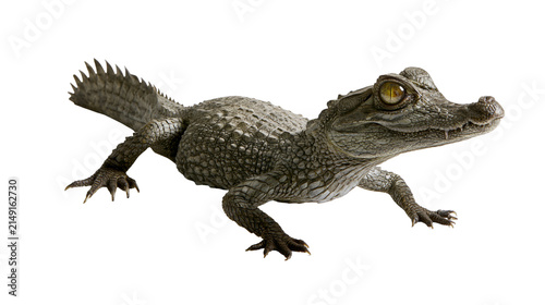 Fotografía Young caiman reptile with scaly skin and yellow eyes