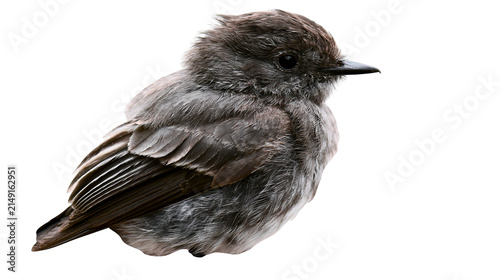 Fluffy small grey bird with detailed feathers