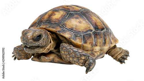 фотографія Desert tortoise with patterned shell and scaly legs