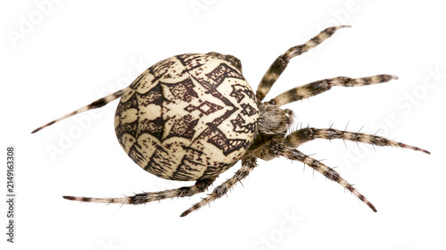 Orb weaver spider with intricate patterned abdomen and hairy legs