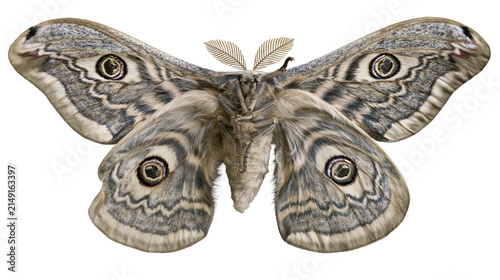 Obraz na plátne Large moth with eye spots on wings and feathery antennae