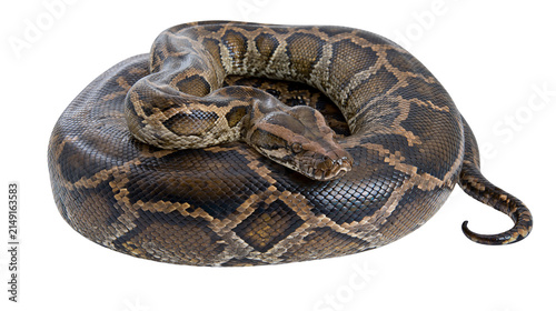Photography Coiled Python Snake with Brown and Black Scales