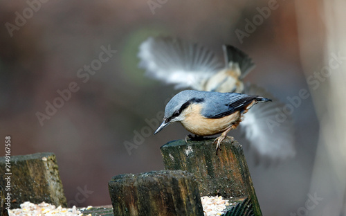Nuthatch feeding in the woods