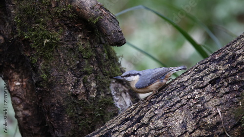 Nuthatch feeding in the woods