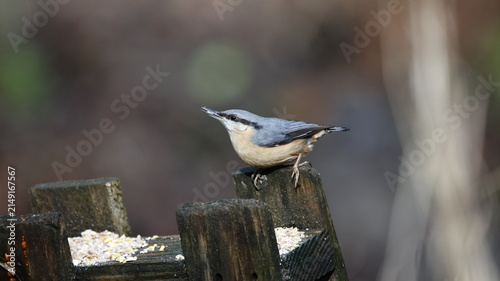 Nuthatch feeding in the woods