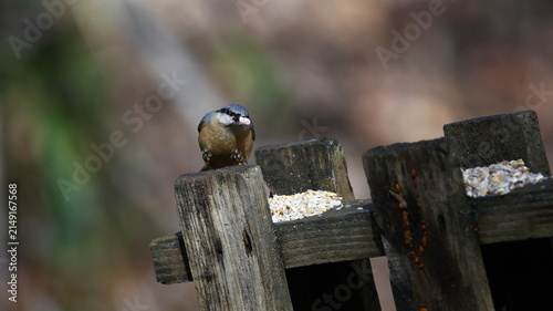 Nuthatch feeding in the woods