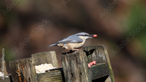 Nuthatch feeding in the woods
