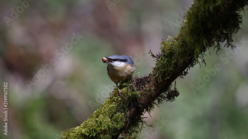 Nuthatch feeding in the woods