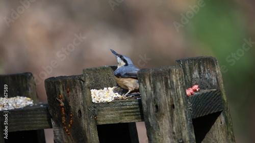 Nuthatch feeding in the woods