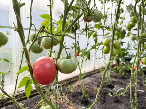 Large ripe tomato growing on the vine inside a greenhouse. Organic farming, sustainable cultivation and fresh vegetable production. Healthy local harvest