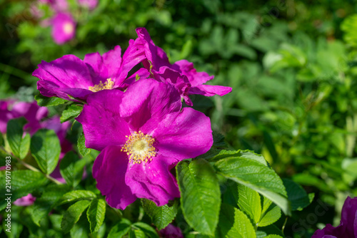 magenta-pink blooms of Rosa rugosa (Rugosa Rose)  in bright summer sunlight. The large open flowers display prominent yellow stamens 