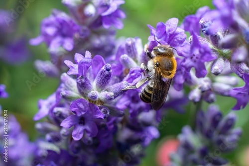 Wild bee pollinating lavender blossom in soft summer sunlight, nature and biodiversity concept.