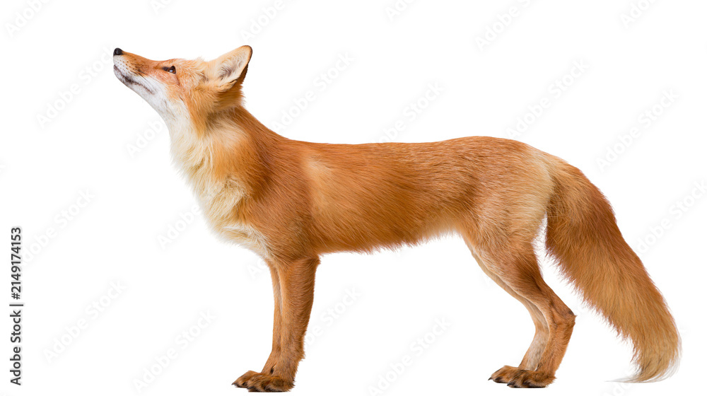 Obraz premium Red fox standing profile view looking up