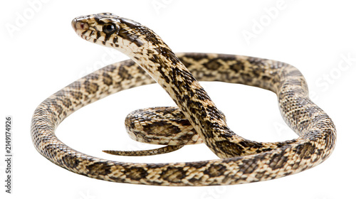 Photography Brown and beige patterned snake coiled on white