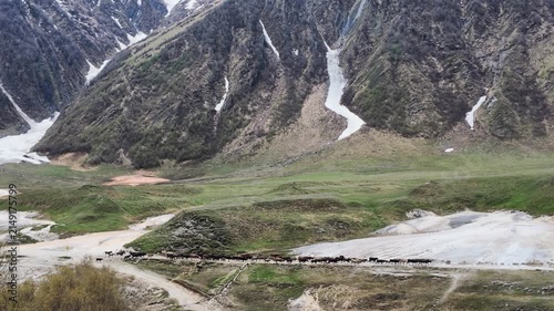 Herd of cattle grazing in expansive green valley at base of rugged snow capped mountains, pastoral landscape, rural agriculture, mountain scenery, Truso valley, Georgia