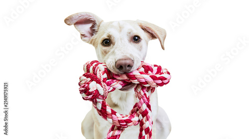 White dog holding red and pink rope toy in mouth