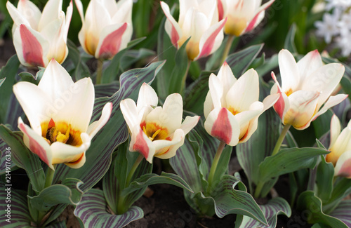 Beautiful white tulips with soft pink accents blooming in a spring flower bed. Close-up of elegant spring flowers with decorative foliage in a garden. Concept of nature, gardening, landscape design