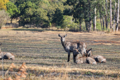 Fotografie Herd of waterbuck resting in a grassy clearing, Kobus ellipsiprymnus, Southern A