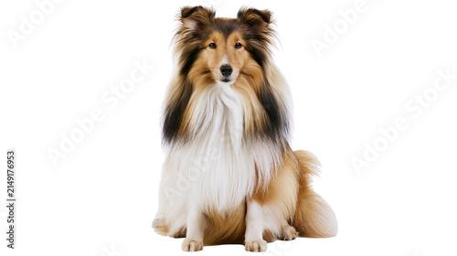 Cuadro en lienzo Shetland Sheepdog sitting with long fluffy fur