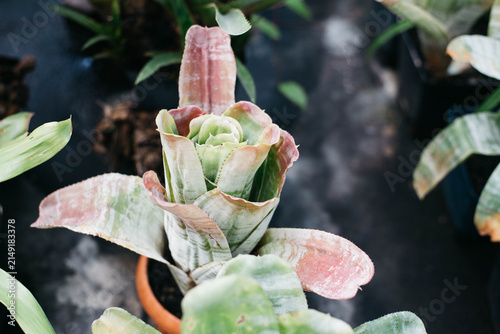 Close-up of a variegated bromeliad with green and pink rosette leaves growing in a pot inside a greenhouse. Exotic tropical ornamental houseplant with natural texture, perfect for botanical, gardening