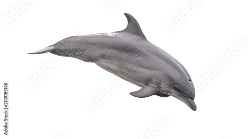 Canvastavla Gray dolphin leaping and swimming