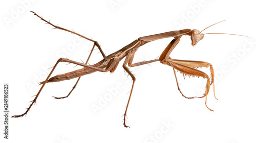 Obraz na płótnie Brown praying mantis insect with long legs and antennae