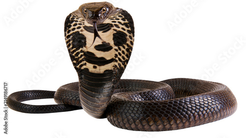 Canvas Print Indian Cobra snake with hood flared, showing patterned neck and scales