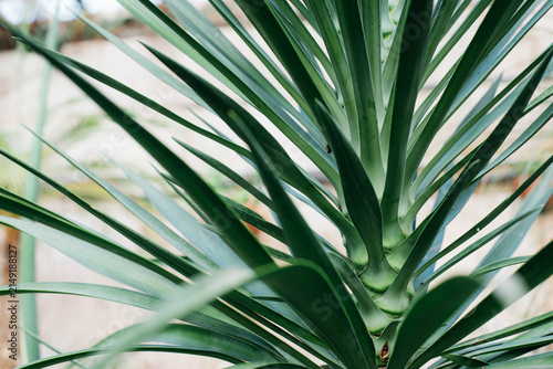 Close-up of green Yucca leaves with sharp sword-shaped foliage growing in a botanical greenhouse. Tropical evergreen ornamental plant with architectural form, natural texture and soft blurred