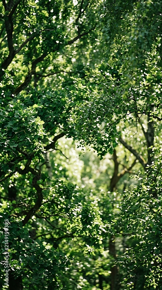 Fototapeta premium Dense Green Forest with Sunlight Filtering Through.