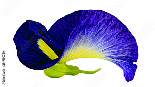 Fotografía Blue butterfly pea flower with yellow center and green calyx