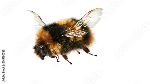 Картината върху платно Fuzzy bumblebee with wings in flight