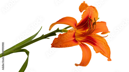 Foto Orange daylily flower with green stem and leaves