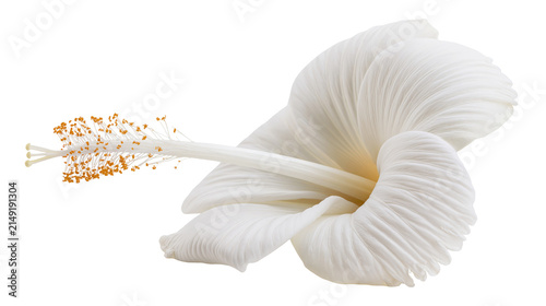 Quadro su tela White hibiscus flower with delicate petals and orange stamen