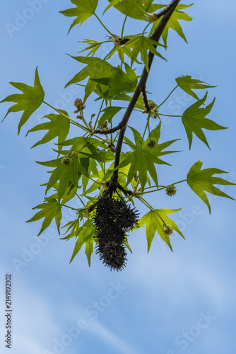 Liquidambar styraciflua (American sweetgum) with its signature star-shaped green leaves and distinctive spherical, spiny fruits.