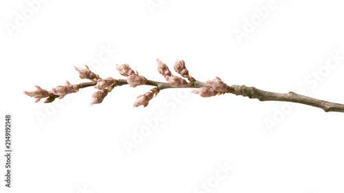 Obraz na płótnie Tree branch with dormant buds in spring