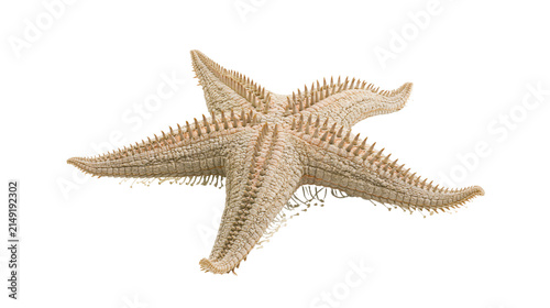 Spiny beige starfish with five arms on white