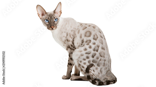 Foto Siamese Oriental Shorthair cat with blue eyes and spotted coat