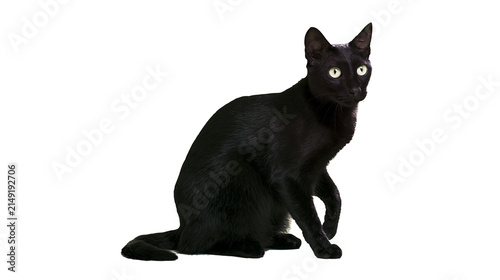 Cuadro en lienzo Black cat with bright yellow eyes sitting