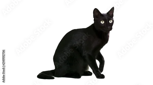 Fototapeta na wymiar Black cat with bright yellow eyes sitting