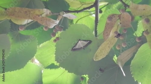Box tree moth, Cydalima perspectalis on lower side of leaf of tree on sunny summer weather - slow motion. Topics: invasive species, natural environment, climate, fauna, insect