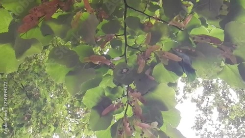 Box tree moth, Cydalima perspectalis on lower side of leaf of tree on sunny summer weather - slow motion. Topics: invasive species, natural environment, climate, fauna, insect