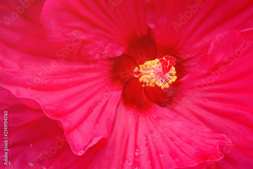 Red hibiscus flower background with with copy space