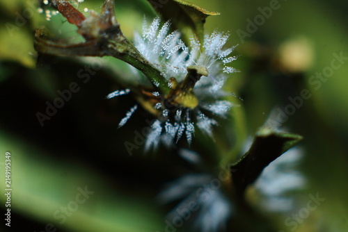 Hoar Frost On Plant Leaves Green Extreme Close-Up Macro Photography Nature Background